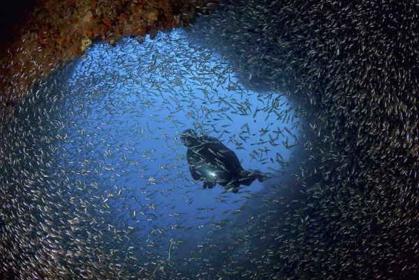 Baitfish and diver at cave, Papua, Indonesia